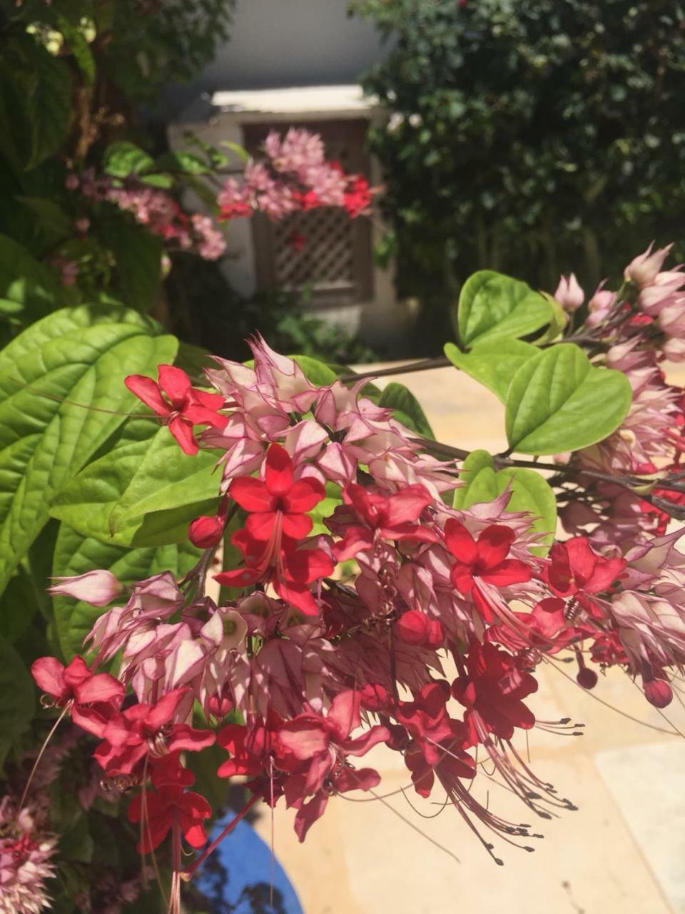 Wind Guest house Flecheiras