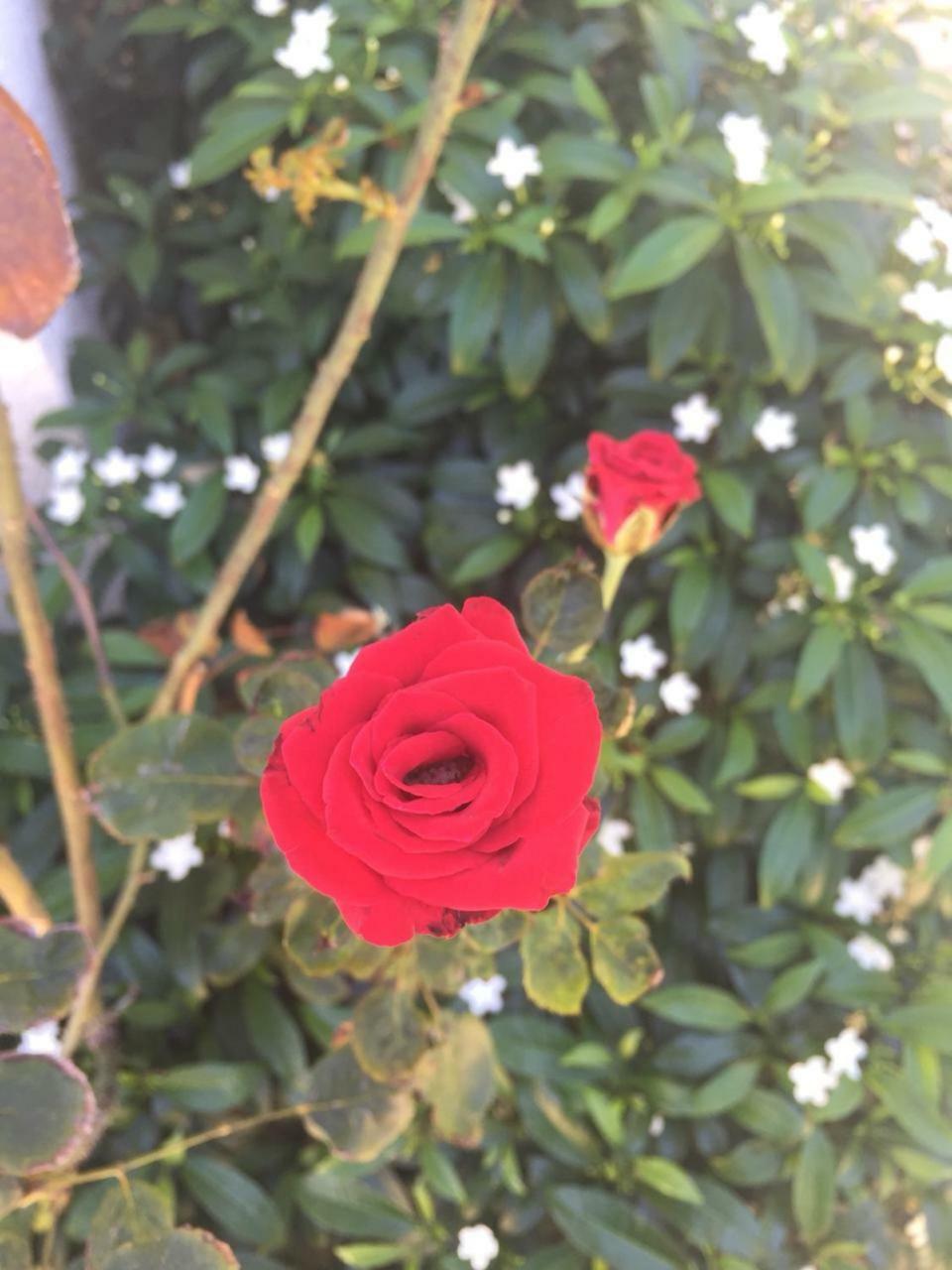Guest house Wind Flecheiras